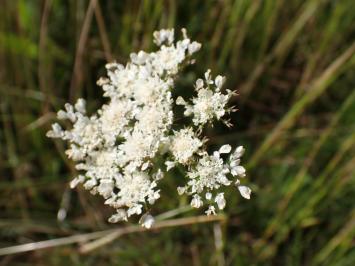<i>Oenanthe</i>