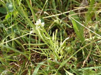 <i>Oenanthe</i>