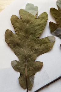 <i>Quercus robur</i>