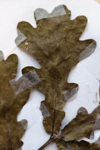 <i>Quercus robur</i>