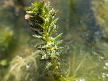 <i>Myriophyllum verticillatum</i>