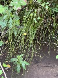 <i>Carex remota</i>