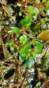 <i>Lythrum portula</i>