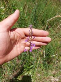 <i>Lobelia urens</i>