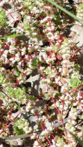 <i>Illecebrum verticillatum</i>