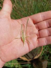 <i>Isolepis fluitans</i>