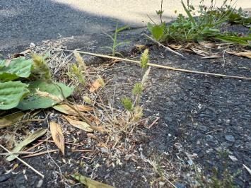 <i>Rostraria cristata</i>