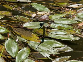 <i>Potamogeton nodosus</i>