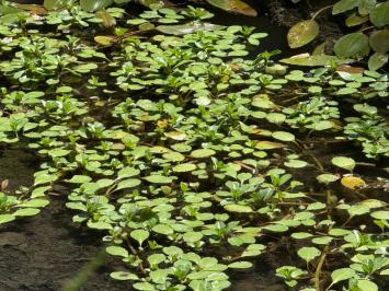 <i>Ludwigia</i>