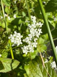<i>Galium palustre</i>