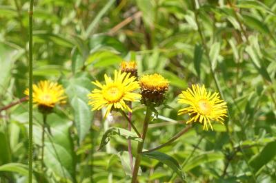 <i>Inula salicina</i>