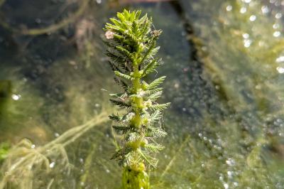 <i>Myriophyllum verticillatum</i>