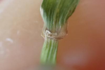 <i>Elymus caninus</i>