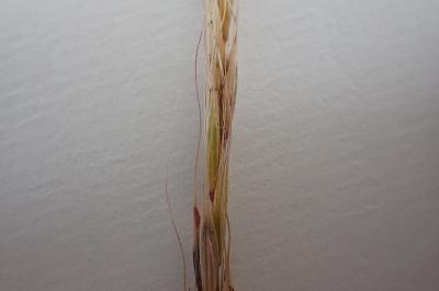 <i>Elymus caninus</i>