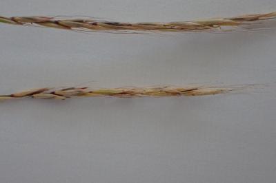 <i>Elymus caninus</i>