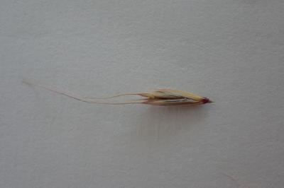 <i>Elymus caninus</i>