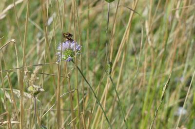 <i>Scabiosa columbaria</i>