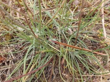 <i>Plantago subulata var. capitellata</i>