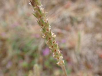 <i>Plantago subulata var. capitellata</i>