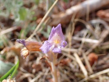 <i>Phelipanche arenaria</i>