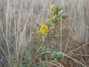 <i>Ononis natrix</i>