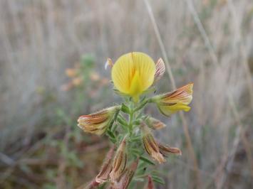 <i>Ononis natrix</i>