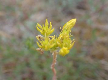 <i>Petrosedum rupestre</i>