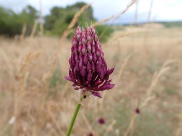 <i>Allium sphaerocephalon</i>