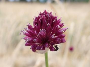 <i>Allium sphaerocephalon</i>