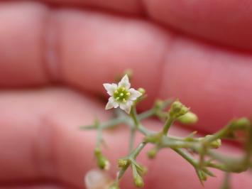 <i>Thesium humifusum</i>