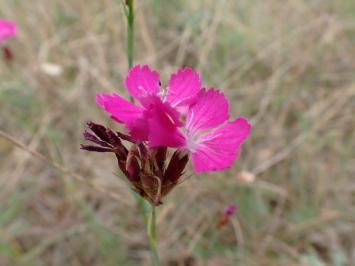 <i>Dianthus carthusianorum</i>