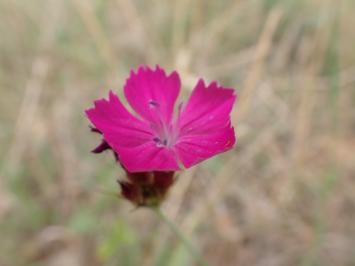 <i>Dianthus carthusianorum</i>