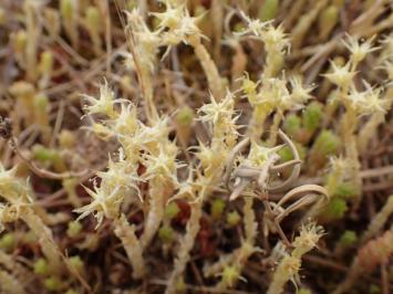 <i>Sedum acre</i>