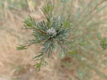 <i>Artemisia campestris</i>