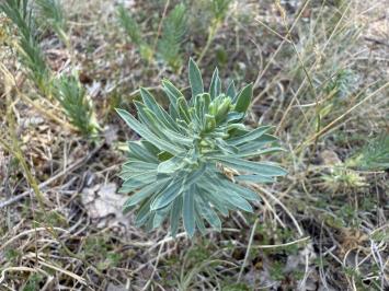 <i>Euphorbia seguieriana</i>