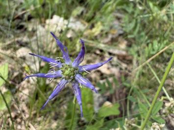 <i>Phyteuma orbiculare</i>