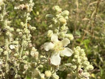 <i>Verbascum lychnitis</i>