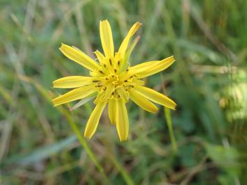 <i>Tragopogon pratensis</i>