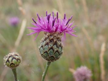 <i>Centaurea scabiosa</i>