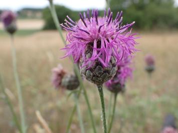 <i>Centaurea scabiosa</i>