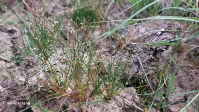 <i>Isolepis setacea</i>