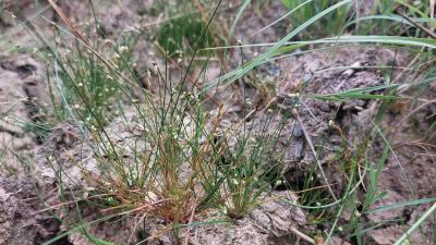<i>Isolepis setacea</i>