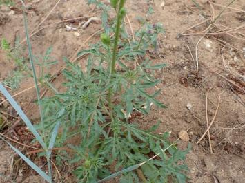 <i>Reseda lutea</i>