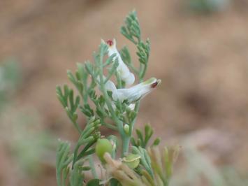 <i>Fumaria parviflora</i>