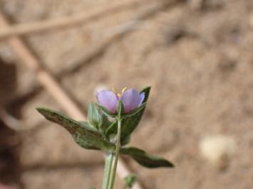 <i>Lysimachia foemina</i>