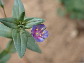 <i>Lysimachia foemina</i>