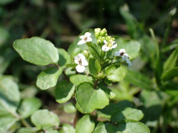 <i>Nasturtium officinale</i>