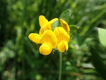 <i>Lotus pedunculatus</i>