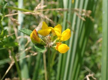 <i>Lotus pedunculatus</i>