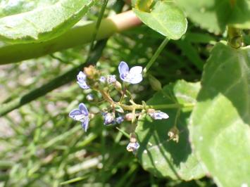 <i>Veronica beccabunga</i>
